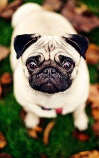 八哥手机电影网